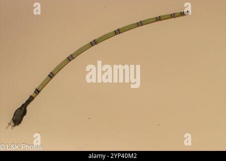 Gruau de l'ouest (Equisetum hyemale affine) Banque D'Images