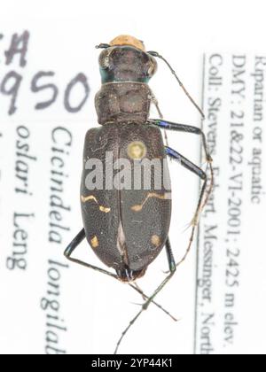 Coléoptère tigre boréal à longues lèvres (Cicindela longilabris) Banque D'Images