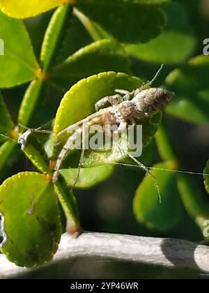 Araignée sauteuse à mâchoires blanches (Hentzia mitrata) Banque D'Images