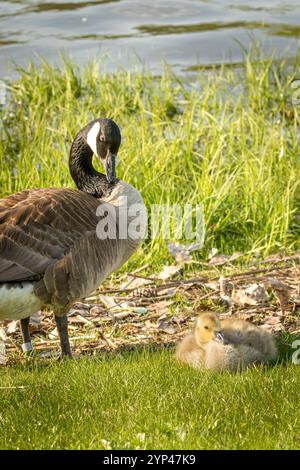 Canadian Goose Maman et Gosling Banque D'Images