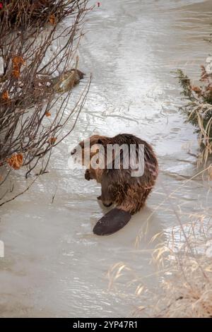 Yellowstone Beaver assis sur la glace Banque D'Images