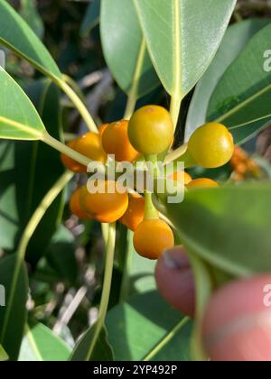 Figue de Port Jackson (Ficus rubiginosa) Banque D'Images