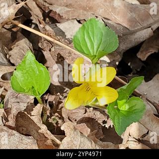 Violet jaune lisse (Viola eriocarpa) Banque D'Images