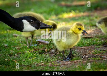 Canadian Goose Maman et Gosling Banque D'Images