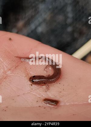 Salamandre du printemps nordique (Gyrinophilus porphyriticus porphyriticus) Banque D'Images