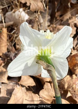 Nonesuque jonquille (Narcissus × incomparabilis) Banque D'Images