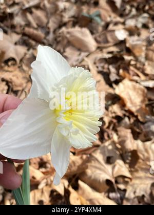 Nonesuque jonquille (Narcissus × incomparabilis) Banque D'Images