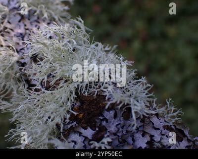 Lichen cartilagineux (Ramalina farinacea) Banque D'Images