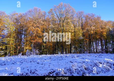 La lumière du soleil transperce l'automne des feuilles des arbres dans les premiers jours de l'hiver Banque D'Images