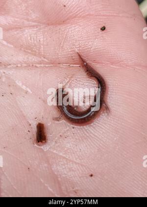 Salamandre du printemps nordique (Gyrinophilus porphyriticus porphyriticus) Banque D'Images