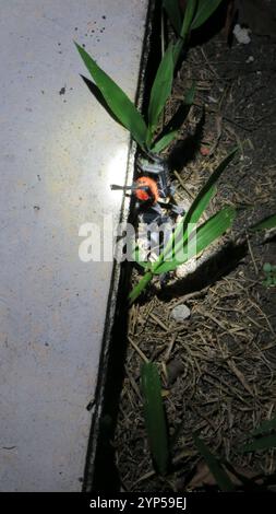 Tarentule rouge mexicaine (vagans de Tliltocatl) Banque D'Images