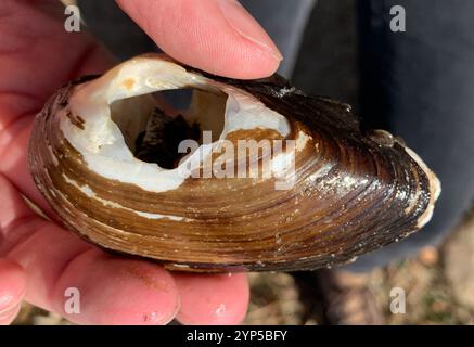 Moule fluviale gonflée (Unio tumidus) Banque D'Images