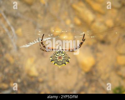 Araignée Orbweb de jardin commune (Argiope australis) Banque D'Images