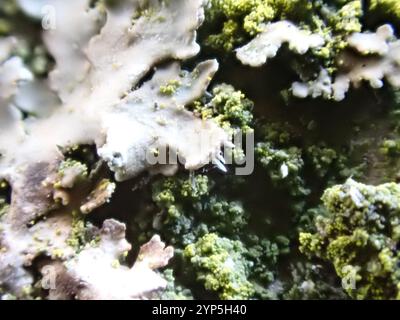 Lichen givré gris (Physconia grisea) Banque D'Images