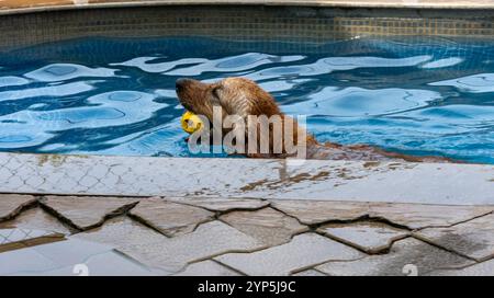 Golden Retriever profite d'une baignade rafraîchissante, aller chercher un jouet jaune dans une piscine bleue. Plaisir d'été pour les chiens heureux! Banque D'Images