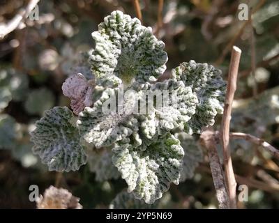 Teigne de la plume de Horehound (Wheeleria spilodactylus) Banque D'Images