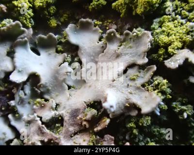 Lichen givré gris (Physconia grisea) Banque D'Images