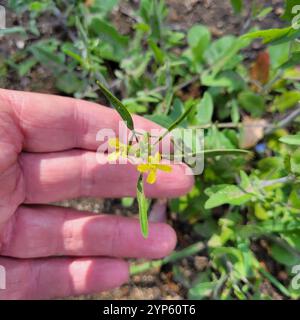 Fusée orientale (Sisymbrium orientale) Banque D'Images