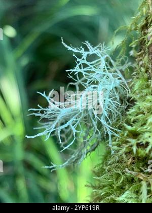 Lichen cartilagineux (Ramalina farinacea) Banque D'Images