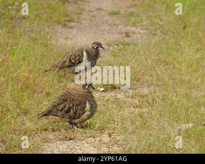 Squatter Pigeon du Nord (Geophaps scripta peninsulae) Banque D'Images