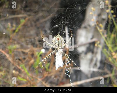 Araignée Orbweb de jardin commune (Argiope australis) Banque D'Images