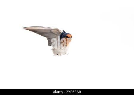 Hirondelle de bienvenue isolée sur fond blanc avec une aile relevée. Banque D'Images