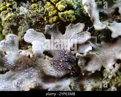 Lichen givré gris (Physconia grisea) Banque D'Images