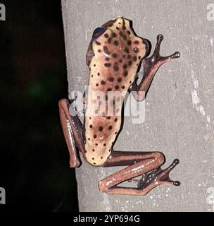 Carte grenouille arborescente (Boana geographica) Banque D'Images