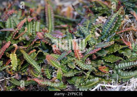 Petite fougère dure (Blechnum penna-marina) Banque D'Images