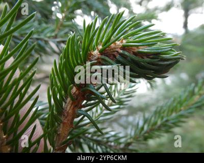 Adelgid (Adelges abietis) Banque D'Images