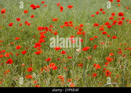 Un champ de coquelicots écarlate remplit le paysage, chaque fleur étant lumineuse et vivante. Les fleurs délicates balancent dans la brise, créant un s vibrant et harmonieux Banque D'Images