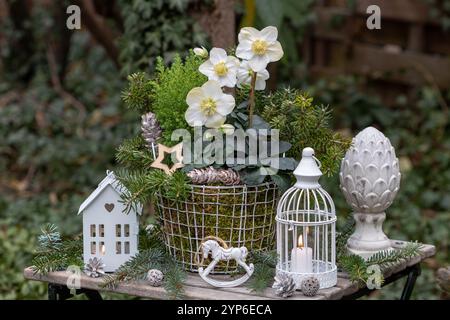 arrangement de noël avec helleborus niger et conifères dans un panier et lanternes Banque D'Images