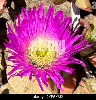 Figue chilienne (Carpobrotus chilensis) Banque D'Images