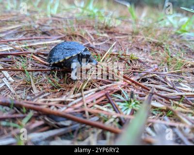 Tortue de boue rayée (Kinosternon baurii) Banque D'Images