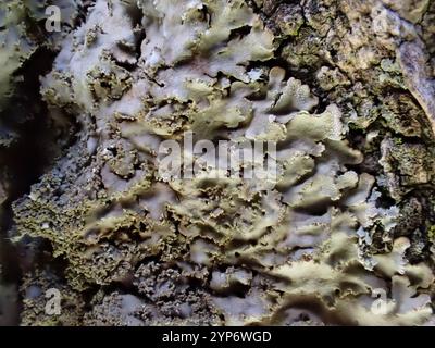 Lichen givré gris (Physconia grisea) Banque D'Images