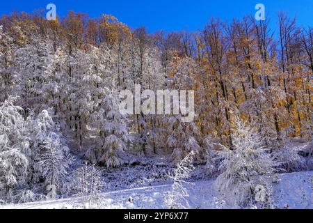 Arbres avec des feuilles jaunes sèches sous la neige dans le vent. Arbre sous la neige hivernale. Fond de forêt gelée. Branches d'arbres couvertes de neige. Banque D'Images