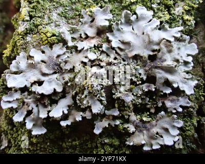 Lichen givré gris (Physconia grisea) Banque D'Images