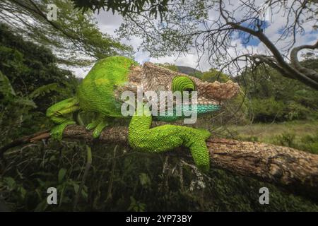 Mâle caméléon d'Oshaugnessi (Calumma OPshaughnessyi) dans les forêts tropicales du parc national de Ranomafana dans le sud-est de Madagascar Banque D'Images