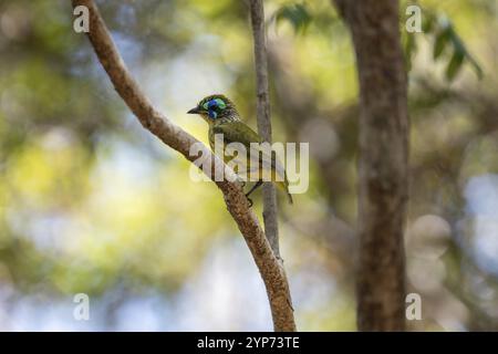 Oiseau, Mallet Asity (Philipitta schlegeli) dans les forêts sèches du parc national des Tsingy de Bemaraha à l'ouest de Madagascar Banque D'Images