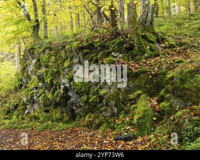 Affleurement rocheux de roches basaltes, près du Schwartzbach, avec des rochers couverts de mousse et couleur automnale. Réserve naturelle de la biosphère de Rhoen UNESCO, comté Banque D'Images