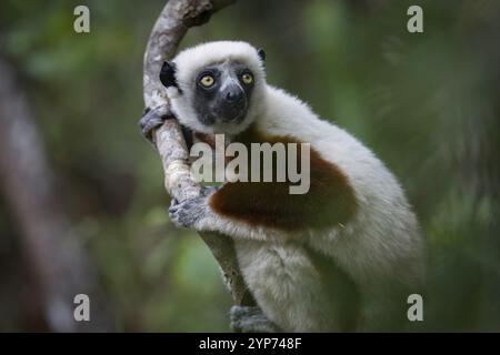 Coquerell Sifaka (Propithecus coquerelli) dans les forêts du Parc National Ankarafantsika West Madagascar Banque D'Images