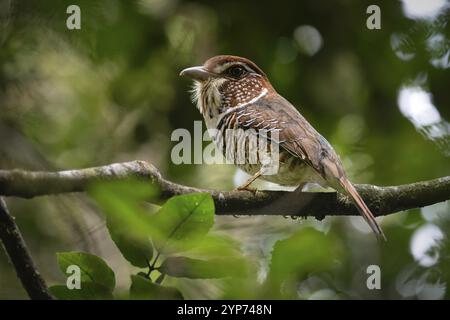 Oiseau, rouleau de sol à pattes courtes, (Brachypteracias leptosomus) dans la forêt tropicale du parc national de Mantadia dans l'est de Madagascar Banque D'Images