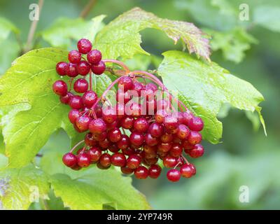 Rose de Guelder ou canneberge européenne (Viburnum opulus), baies rouges mûres recouvertes de gouttelettes d'eau en automne, Hesse, Allemagne, Europe Banque D'Images