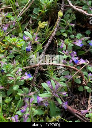 marie aux yeux bleus à petites fleurs (Collinsia parviflora) Banque D'Images