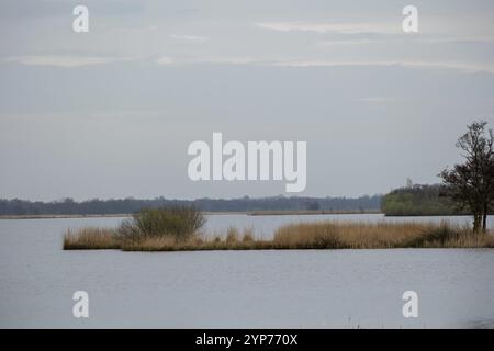 Paysage de landes avec des canaux, des roseaux et des arbustes Banque D'Images