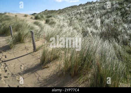 Paysage de dunes sur la mer du Nord aux pays-bas Banque D'Images