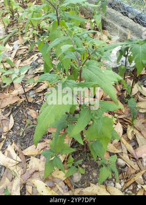 Millepertuis oriental (Sigesbeckia orientalis) Banque D'Images