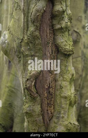 Fissure profonde dans l'écorce d'arbre Banque D'Images