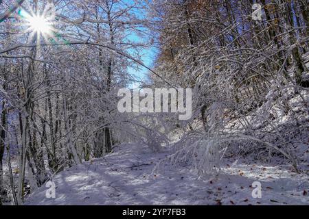 Lever du soleil dans la forêt entre les arbres souche en hiver. Coucher de soleil dans la forêt Banque D'Images