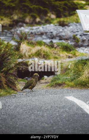 A Lone kea se tient sur une route dans un cadre de prairie pittoresque, Milford Sound, Nouvelle-Zélande, Océanie Banque D'Images